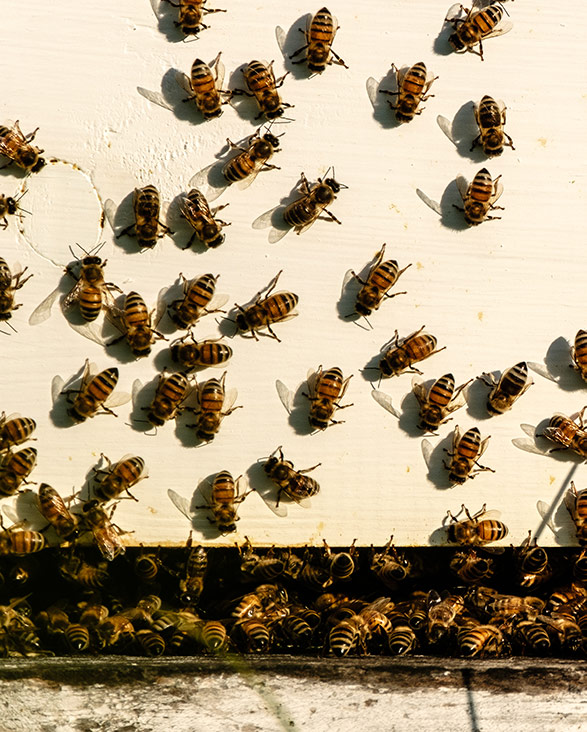 Bees Apiary